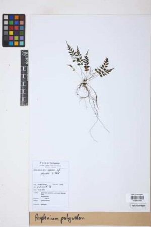 Asplenium polyodon