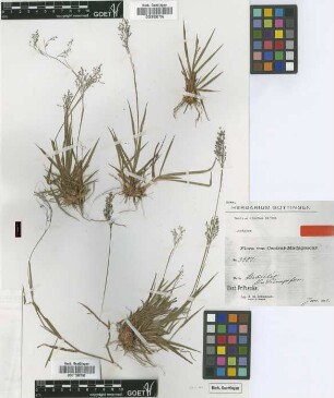 Panicum cinctum Hack. [isotype]