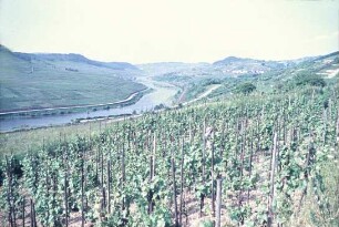 Moseltal unterhalb Wincheringen