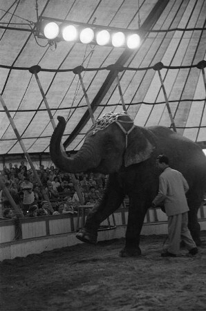 Ein Zirkuselefant und sein Dompteur des Volkseigenen Circus Aeros bei einem Auftritt vor Publikum in der Manege