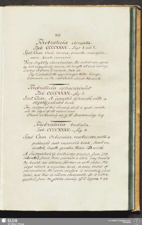 Terebratula elongata. Tab. CCCCXXXV. - figs 1 and 2
