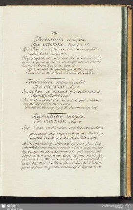 Terebratula elongata. Tab. CCCCXXXV. - figs 1 and 2