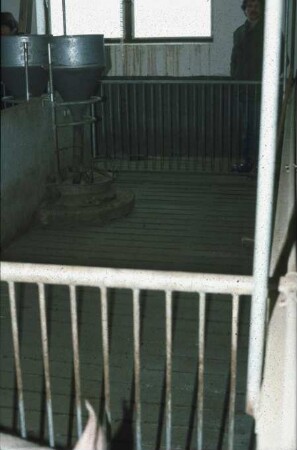 Fotografie: Fütterungstechnik, Mastschwein, Trockenfütterungsanlage, Vollspaltenboden