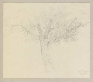 Ein Baum