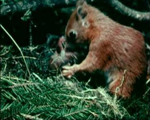 Sciurus vulgaris (Sciuridae) - Jungentransport