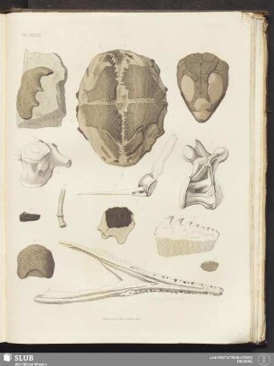 PL. XVIII
