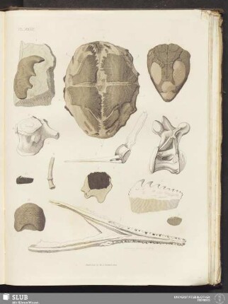 PL. XVIII