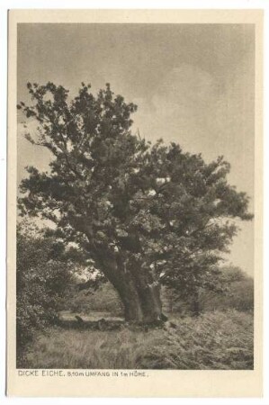 Reinhardswald