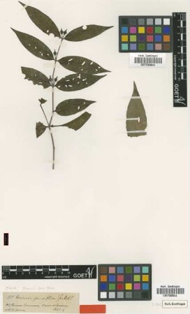 Mouriri pauciflora Spruce ex Cogn. [isotype]
