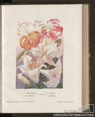 [Abbildung verschiedener Lilienarten]