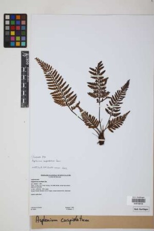 Asplenium cuspidatum Lam.