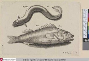 Anguilla; Ael; Perca; Baers [Aal und Barsch; An Eel and a Perch]