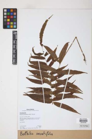 Bolbitis serratifolia (Mertens) Schott, 1834