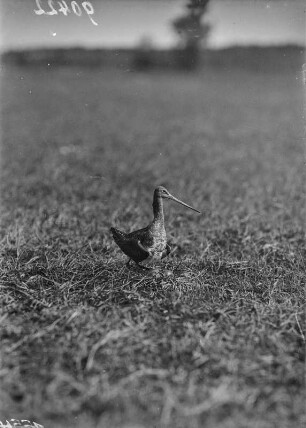 Uferschnepfe : Königswartha, Vorwerksteich, Uferschnepfe (Limosa limosa Linnaeus) mit Gelege.