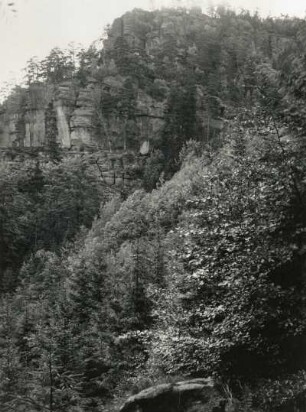 Mischwald mit natürlicher Verjüngung im Elbsandsteingebirge