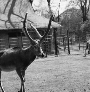 Zootiere. Rotwild im Bast