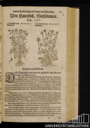Cap. CVI. Von Hanenfuß, Gleißblumen.