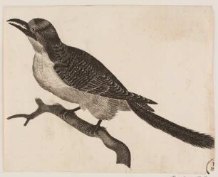 Vogel mit gezacktem Schnabel