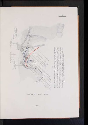 Nervi capitis, anastomoses.