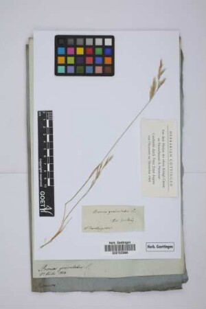 Bromus geniculatus