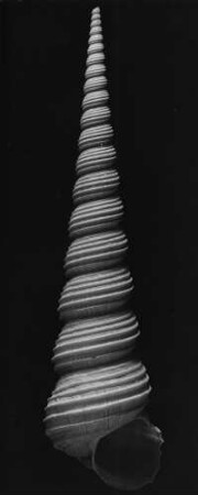 Turitella terebra L., Meeresschnecke, Westafrika