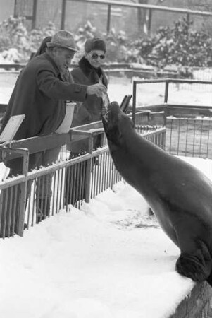 Fütterung der Seelöwen im Karlsruher Zoo