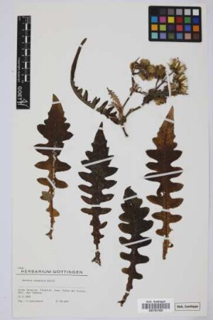 Sonchus congestus Willd.