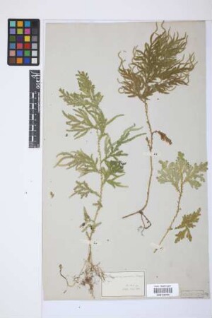 Selaginella ornata (Hook. & Grev.) Spring
