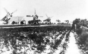 Mühlberg/Elbe. Drei Bockmühlen, vor 1945, Repro, Ausschnitt