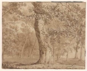 Waldinneres