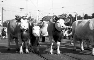 Basel (Schweiz): Geschmückte Kühe