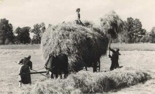 Heuernte in Riegel : Synowe žně w Roholu