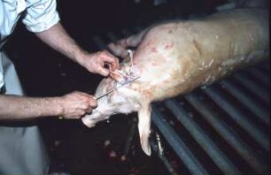 Fotografie: Precision Livestock Farming, Tieridentifikation, Implantat