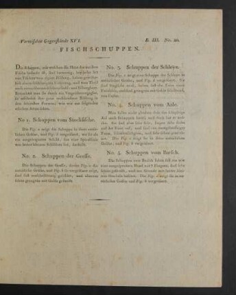 Vermischte Gegenstände XVI. Fischschuppen.