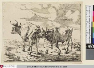 [Un vache qui pisse, vue presque par le dos, et diriee ver la gauche; Ein Ochse mit einem hölzernen Gestell um den Hals trinkt den Urin einer abgewandten, urinierende Kuh]