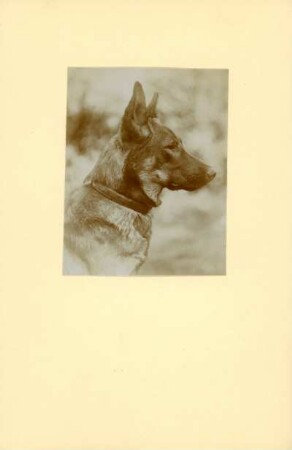 Deutscher Schäferhund : Portrait eines Schäferhundes mit dem Namen Pascha im Profil.