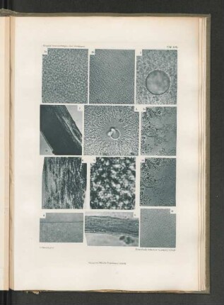 1b
