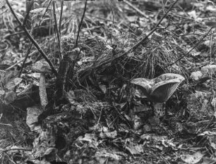 Gemeiner Birkenpilz und Edel-Reizker : Gemeiner Birkenpilz (Leccinum scabrum) und Edel-Reizker (Lactarius deliciosus Linnaeus).