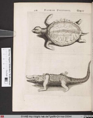 Des Tortues de Terre, & d´Eau douce.