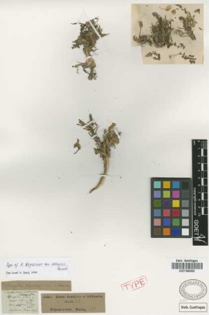 Astragalus depressus L. var. ioleucus Griseb.[holotype]