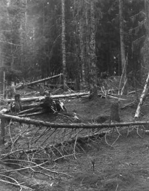 Fichtenwald : Blick auf abgestorbene Fichten im Zibinsgebirge im Süden von Siebenbürgen.