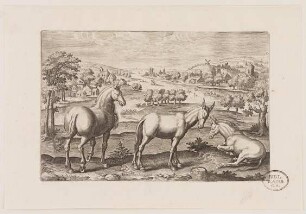 Pferde und Esel in Flusslandschaft aus (Animalium Qvaddrupedum)