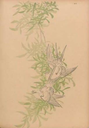 AIA [Oiseaux, par Sougakoudo]