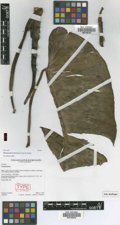 Philodendron kroemeri Croat & Acebey [paratype]