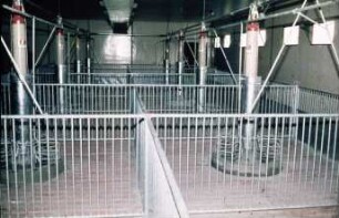 Fotografie: Stallsystem, Schweinehaltung, Futtervorlage, Trockenfütterung, Vollspaltenboden
