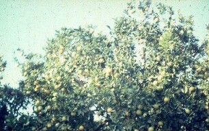 Orangen-Baum [wohl bei Sidon]