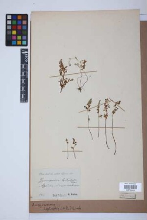 Anogramma leptophylla (L.) Link, 1841
