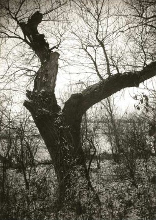 Pillnitzer Elbinsel. Ufervegetation