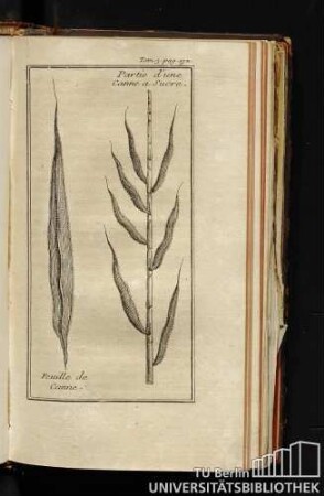 Partie d'une Canne a Sucre. / Feuille de Canne.