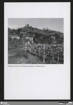 Oberlößnitz, Blick auf die Weinhänge mit Spitzhaus und Bismarckturm
